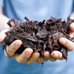 Gardener Holding Tree Bark Mulch