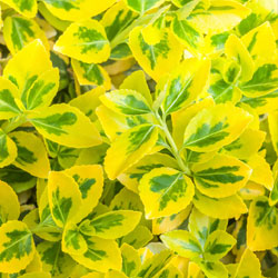 euonyms_1