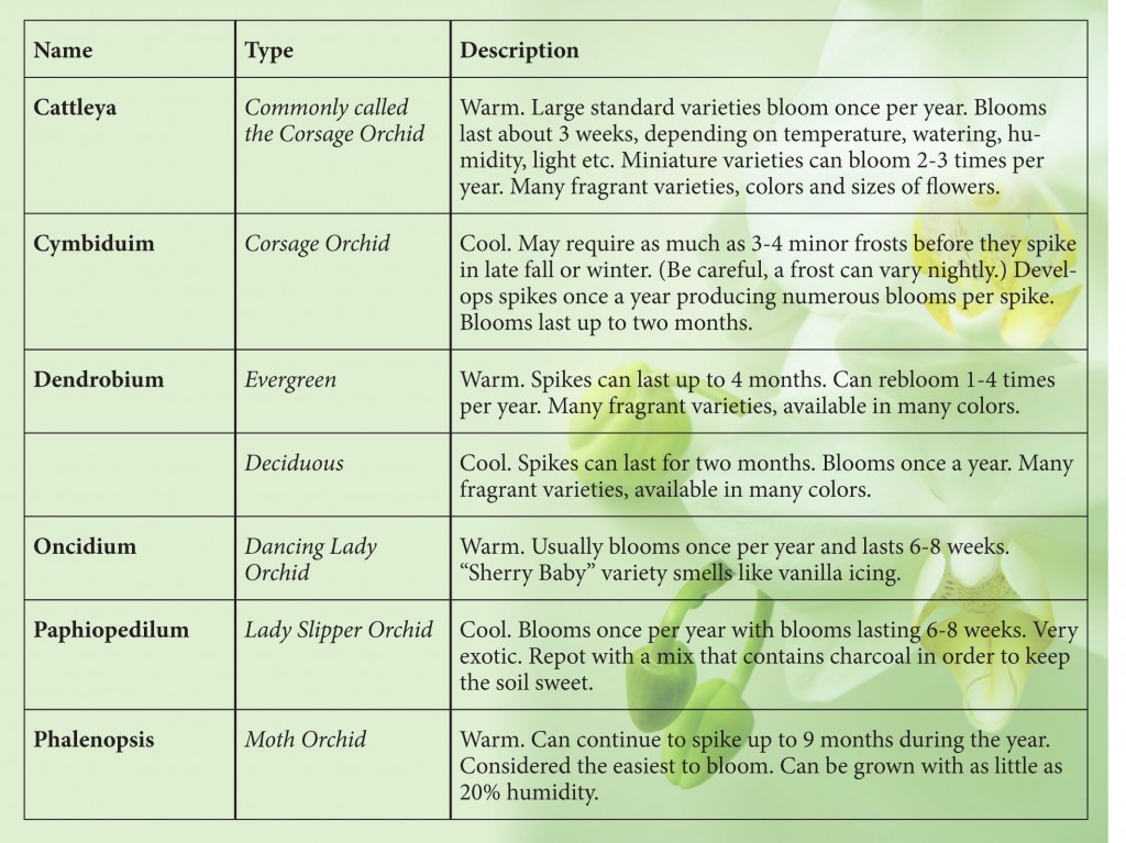 orchid-chart