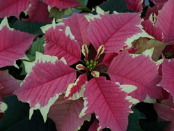 poinsettas_3