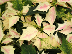 poinsettas_4