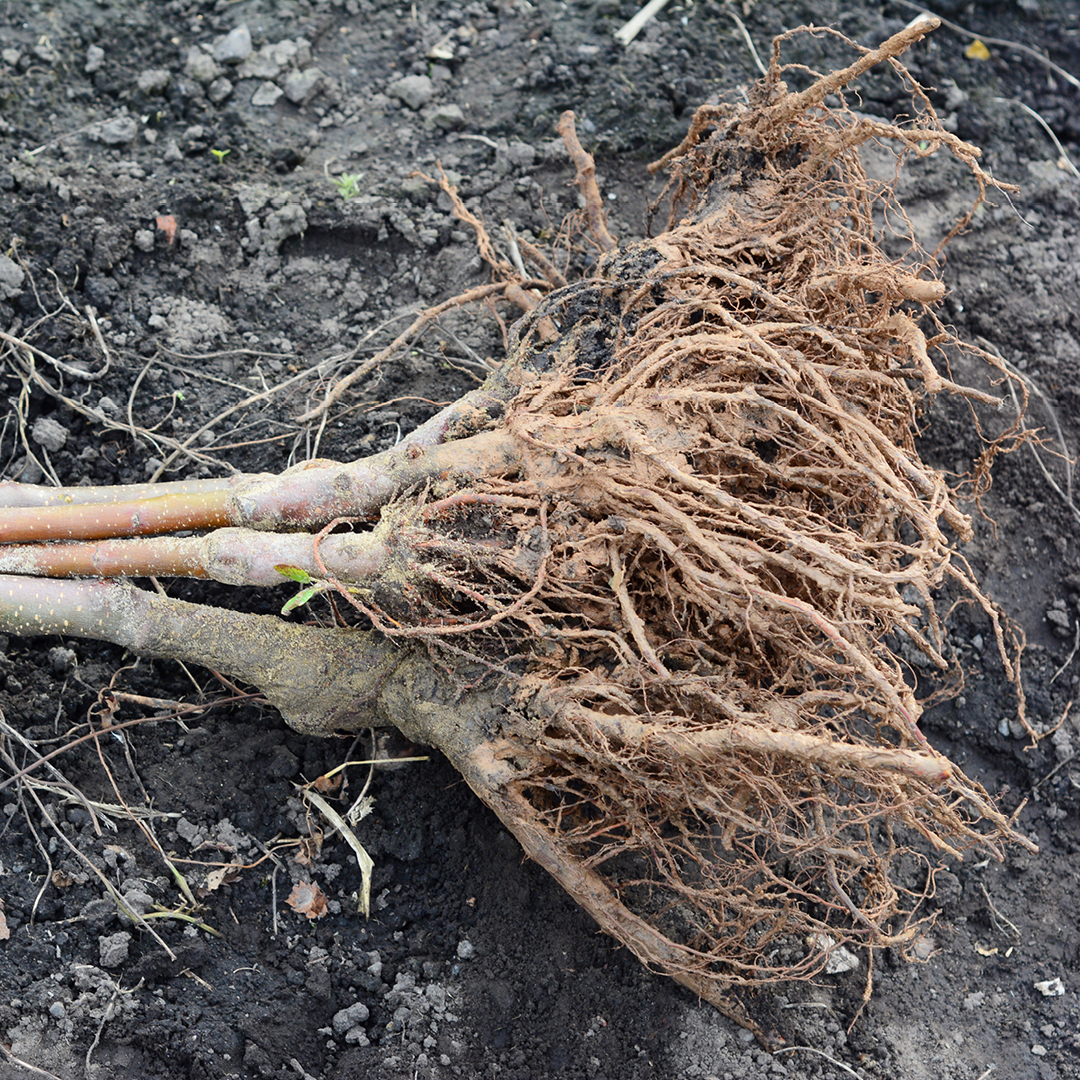 planting bare-root trees