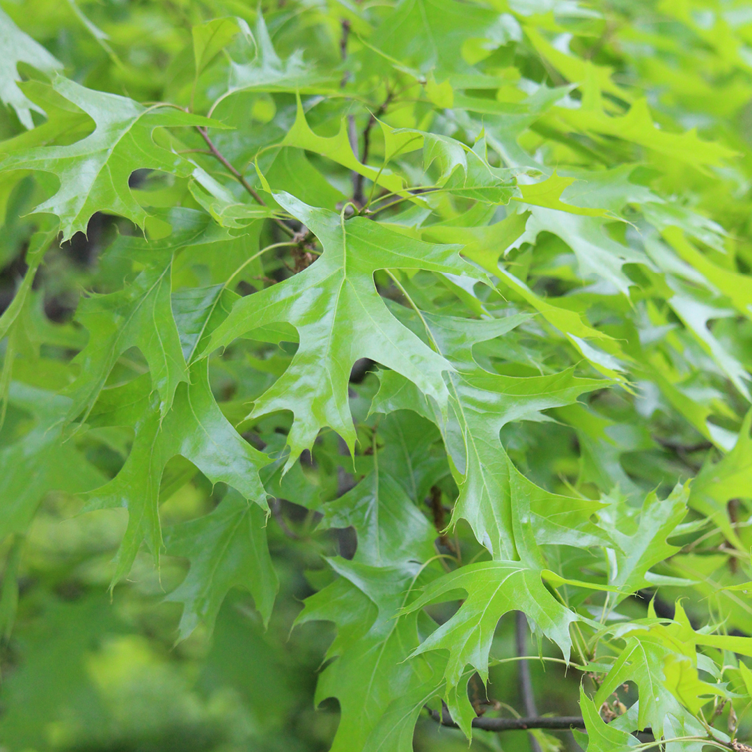 planting bare-root trees
