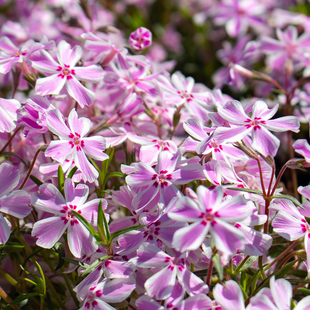 woodland edge garden ideas